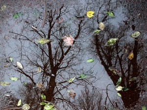 Tit-Ix-w-DSCN0668-a2